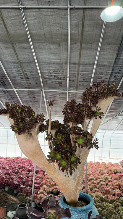 Black mage crested high65cm/wide60cm has roots/Aeonium Affix / Variegated Natural Live Plants Succulents