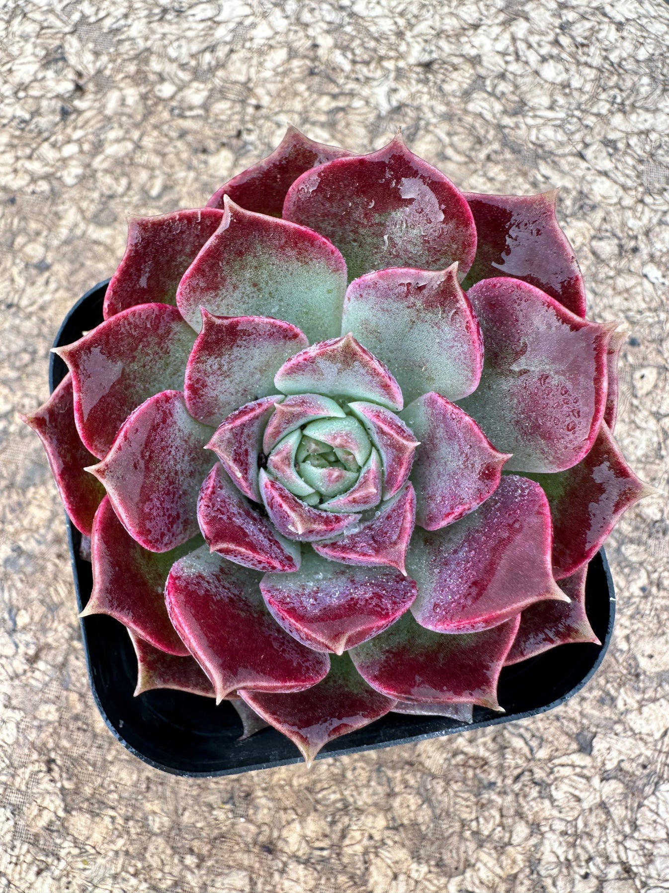 Echeveria 'Mohican'(Pot size 6cm)/Echeveria/Variegated Natural Live Pl ...