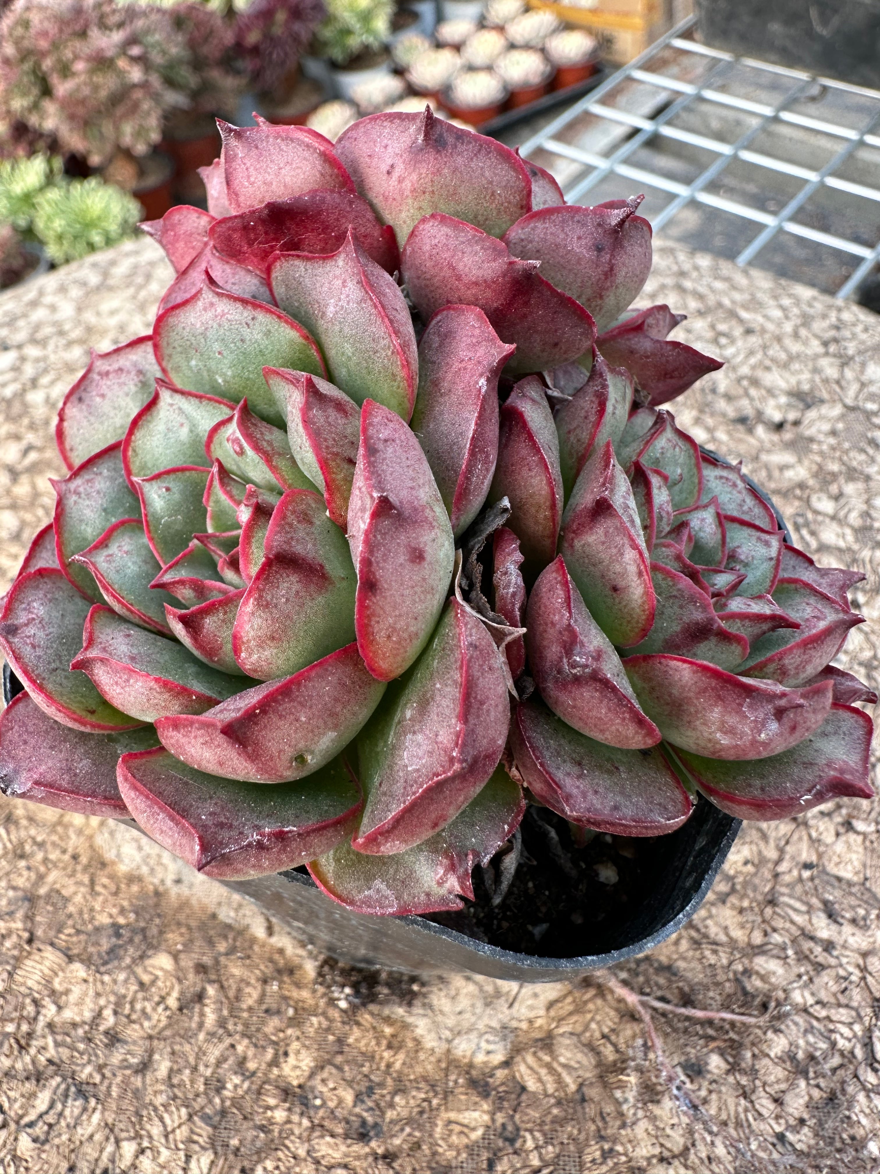 Echeveria – JUMEIGARDEN