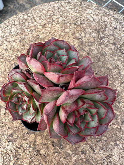 Echeveria 'Paso Doble¡¯  7-10cm/Echeveria/Variegated Natural Live Plants Succulents