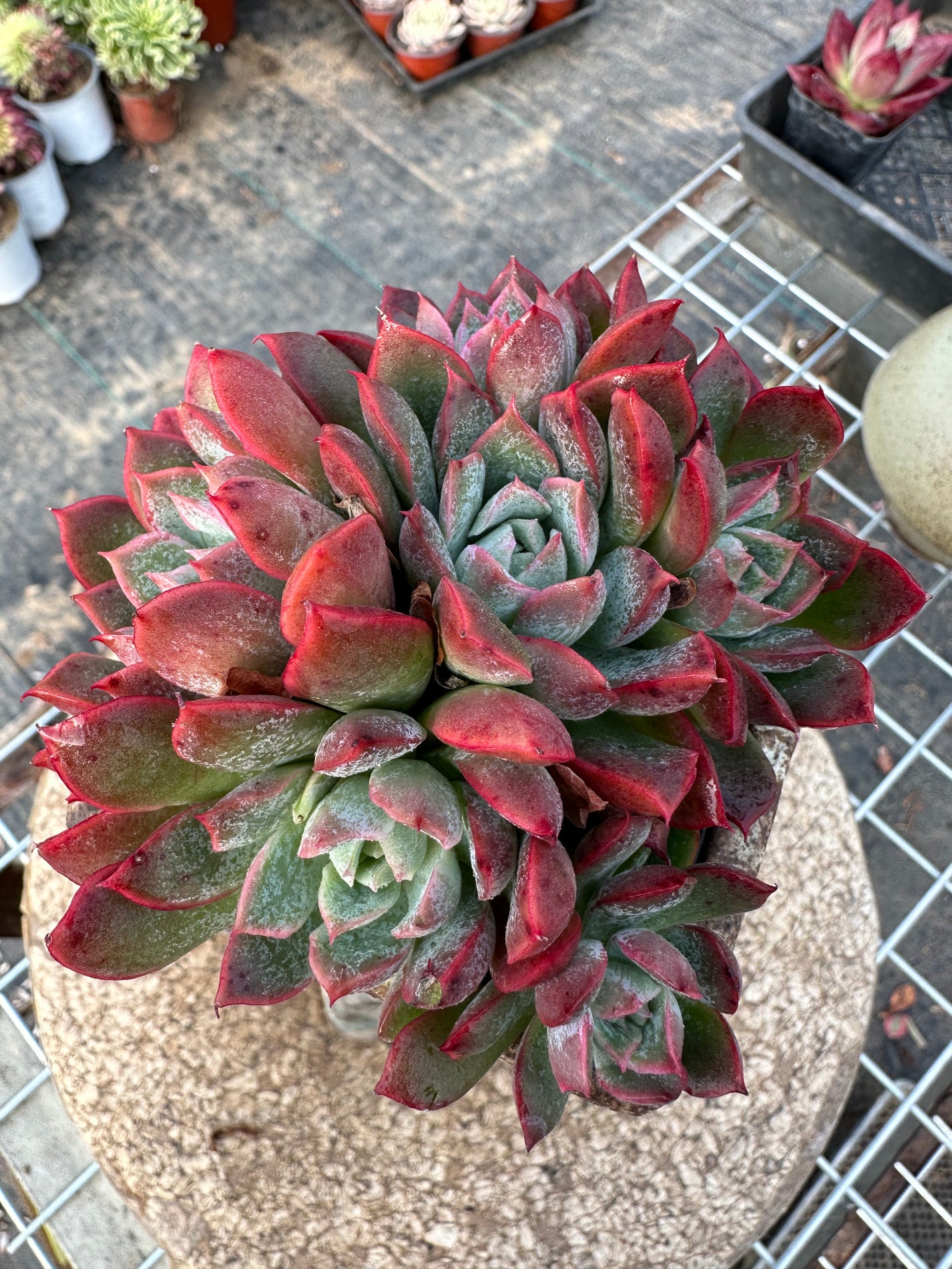 Echeveria Bradburyana cluster 10cm/Echeveria/Variegated Natural Live P ...