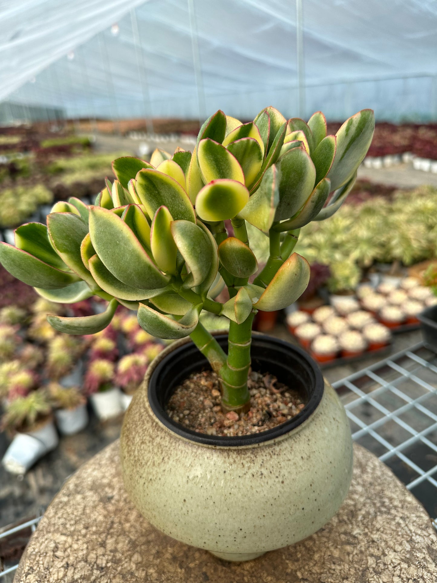 Crassula ovata 'Tricolor Jade¡¯ 20 cm/Echeveria/Bunte natürliche lebende Pflanzen Sukkulenten