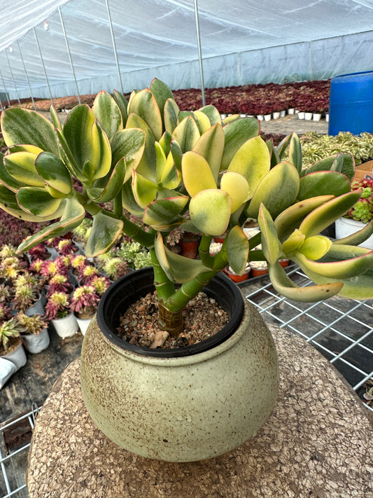 Crassula ovata 'Tricolor Jade¡¯ 20cm/Echeveria/Variegated Natural Live Plants Succulents