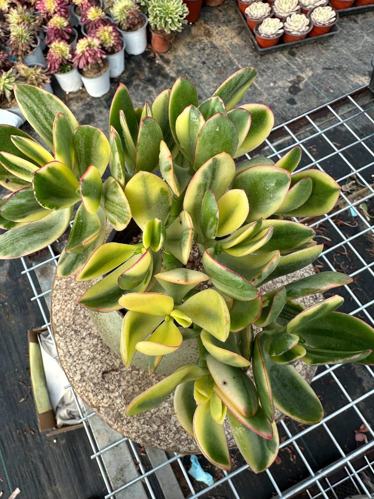 Crassula ovata 'Tricolor Jade¡¯ 20 cm/Echeveria/Bunte natürliche lebende Pflanzen Sukkulenten
