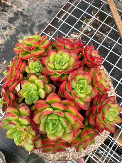 Sedeveria 'Letizia'crested 15cm/Echeveria/Variegated Natural Live Plants Succulents