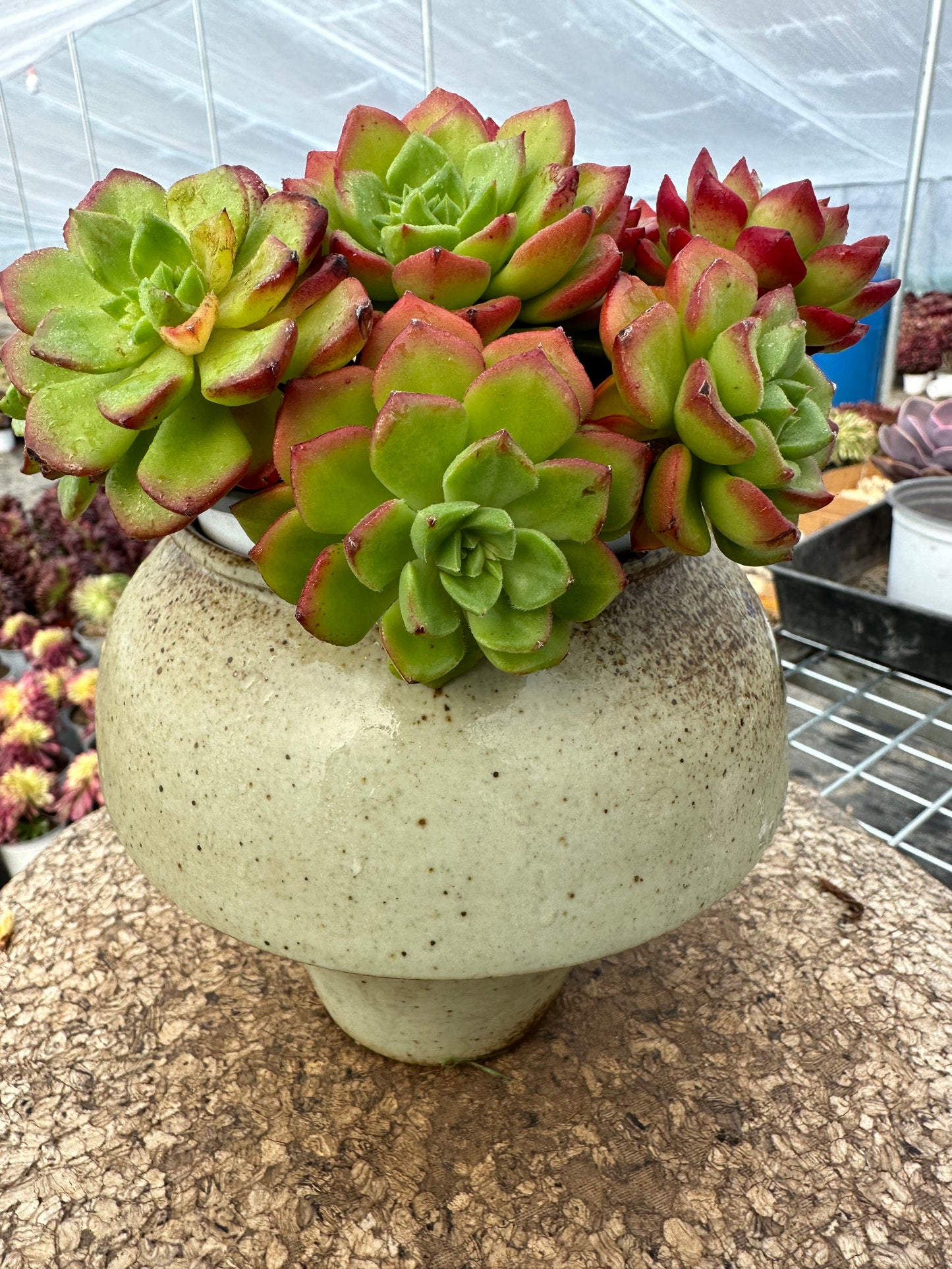 Sedeveria 'Letizia'crested 15cm/Echeveria/Bunte natürliche lebende Pflanzen Sukkulenten