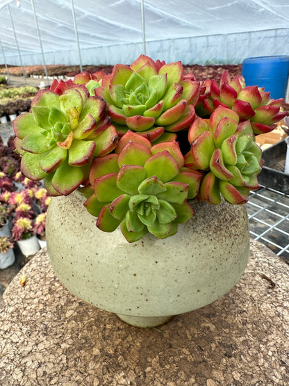 Sedeveria 'Letizia'crested 15cm/Echeveria/Bunte natürliche lebende Pflanzen Sukkulenten