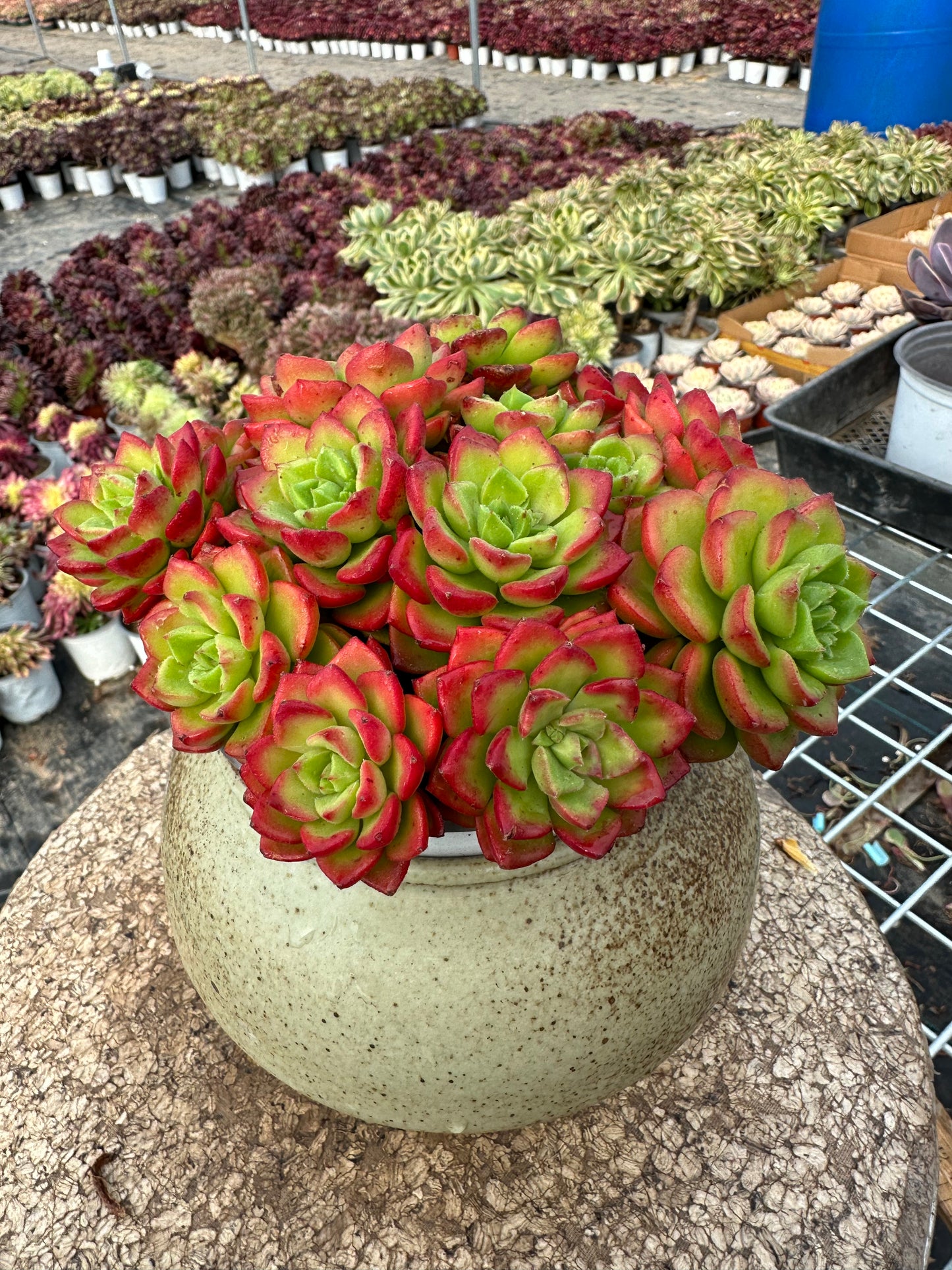 Sedeveria 'Letizia'crested 15cm/Echeveria/Bunte natürliche lebende Pflanzen Sukkulenten