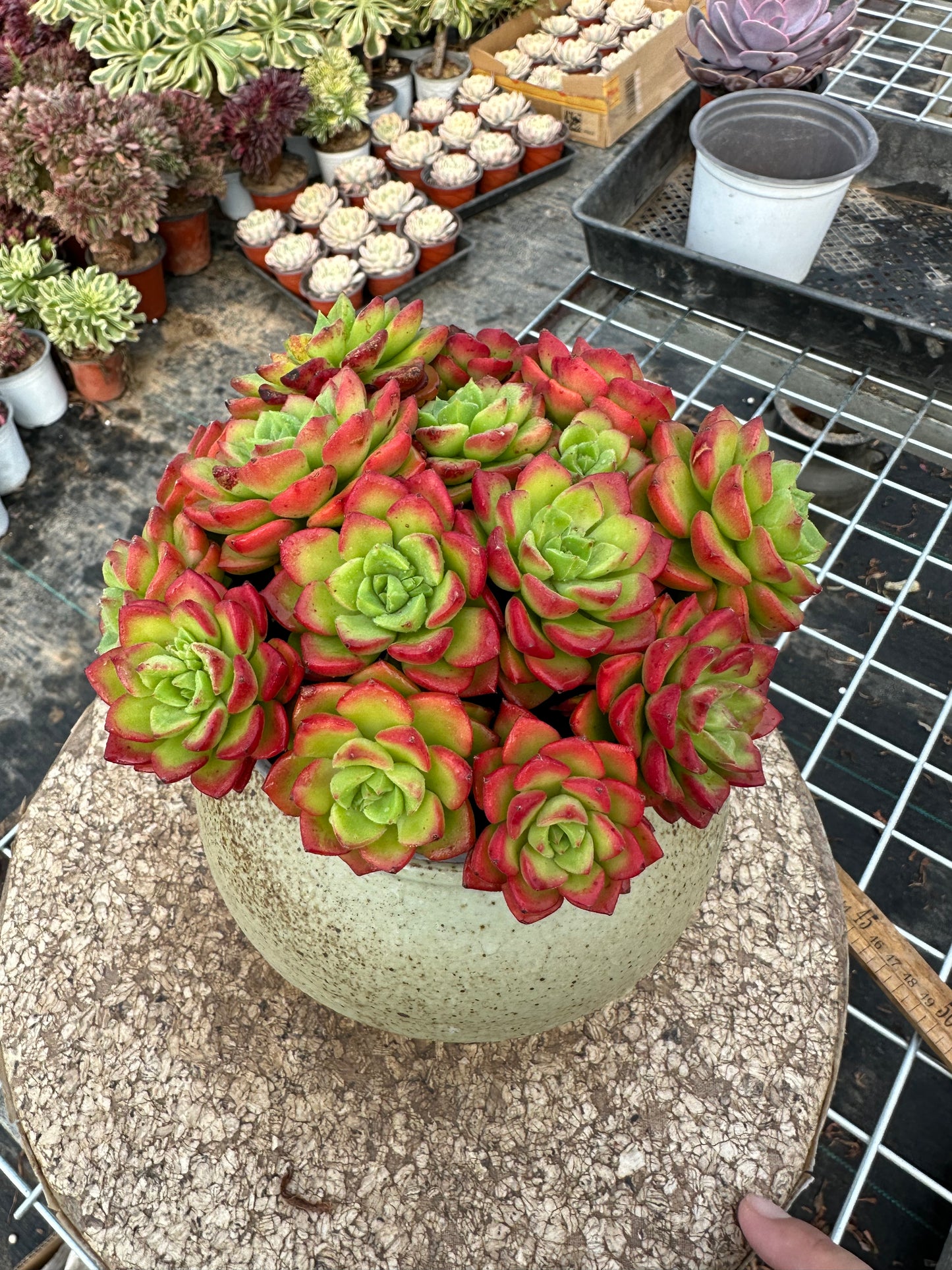 Sedeveria 'Letizia'crested 15cm/Echeveria/Bunte natürliche lebende Pflanzen Sukkulenten