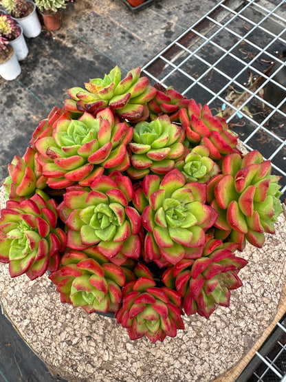 Sedeveria 'Letizia'crested 15cm/Echeveria/Variegated Natural Live Plants Succulents