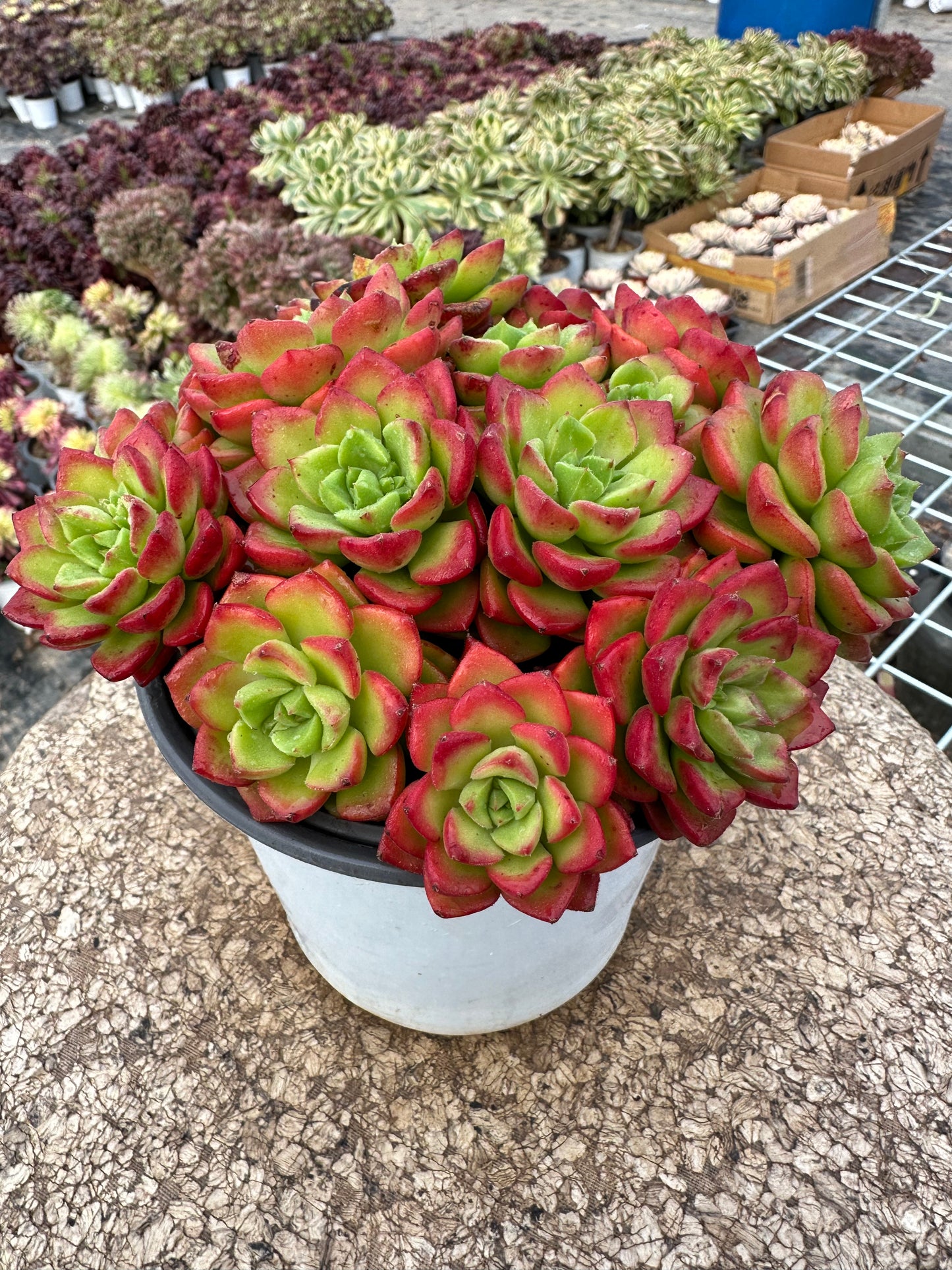 Sedeveria 'Letizia'crested 15cm/Echeveria/Variegated Natural Live Plants Succulents