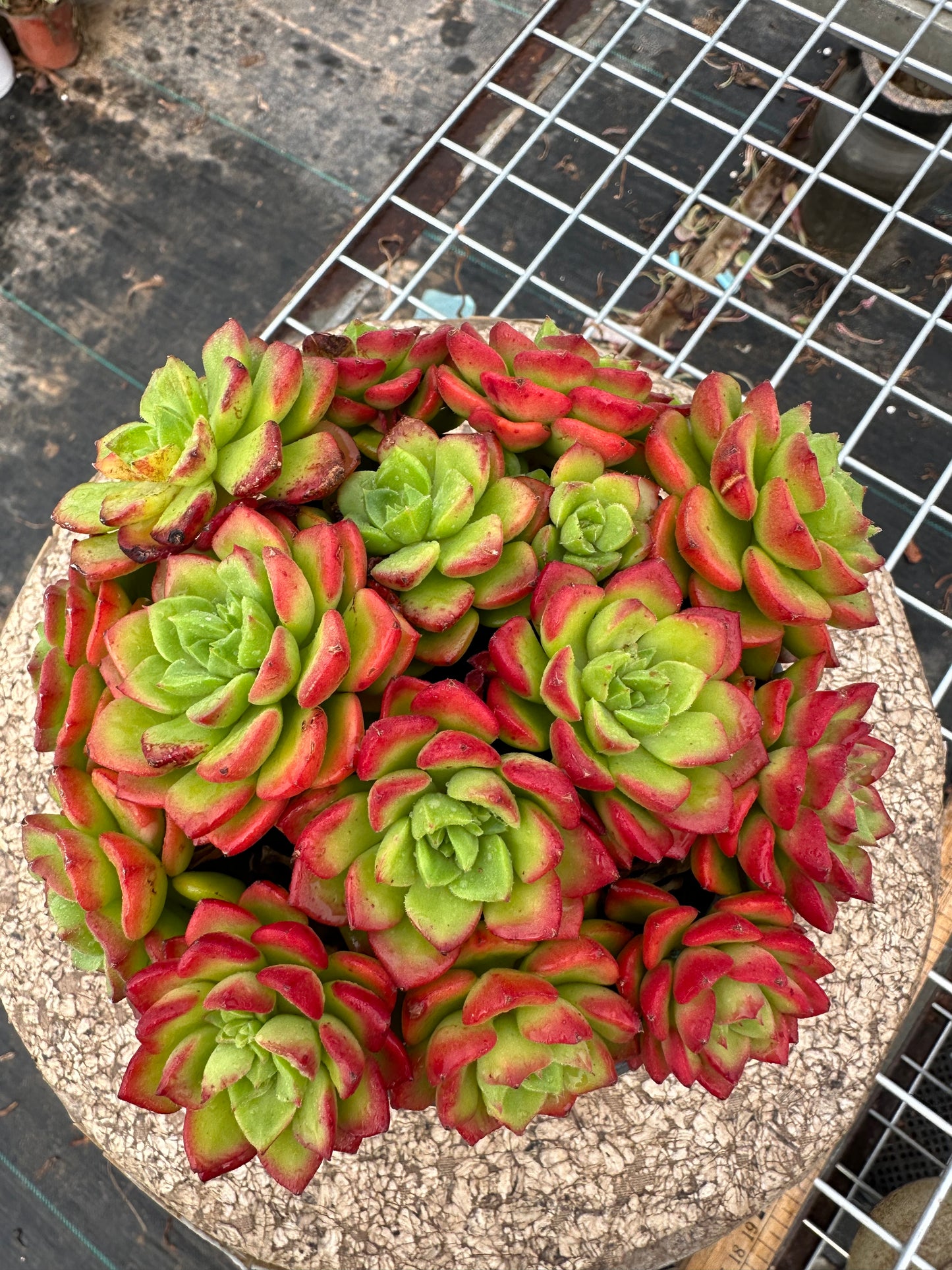 Sedeveria 'Letizia'crested 15cm/Echeveria/Variegated Natural Live Plants Succulents