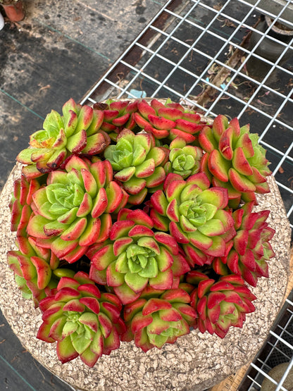 Sedeveria 'Letizia'crested 15cm/Echeveria/Bunte natürliche lebende Pflanzen Sukkulenten