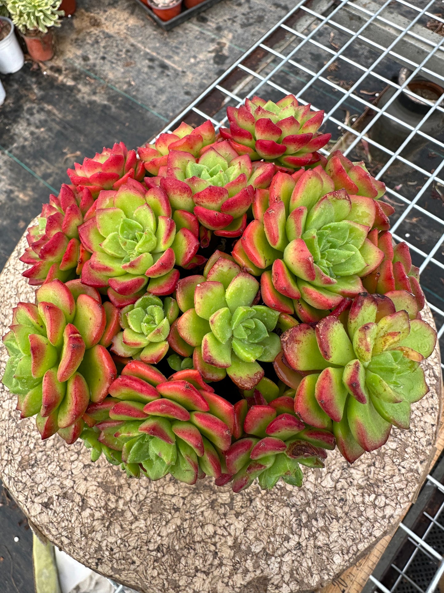 Sedeveria 'Letizia'crested 15cm/Echeveria/Bunte natürliche lebende Pflanzen Sukkulenten