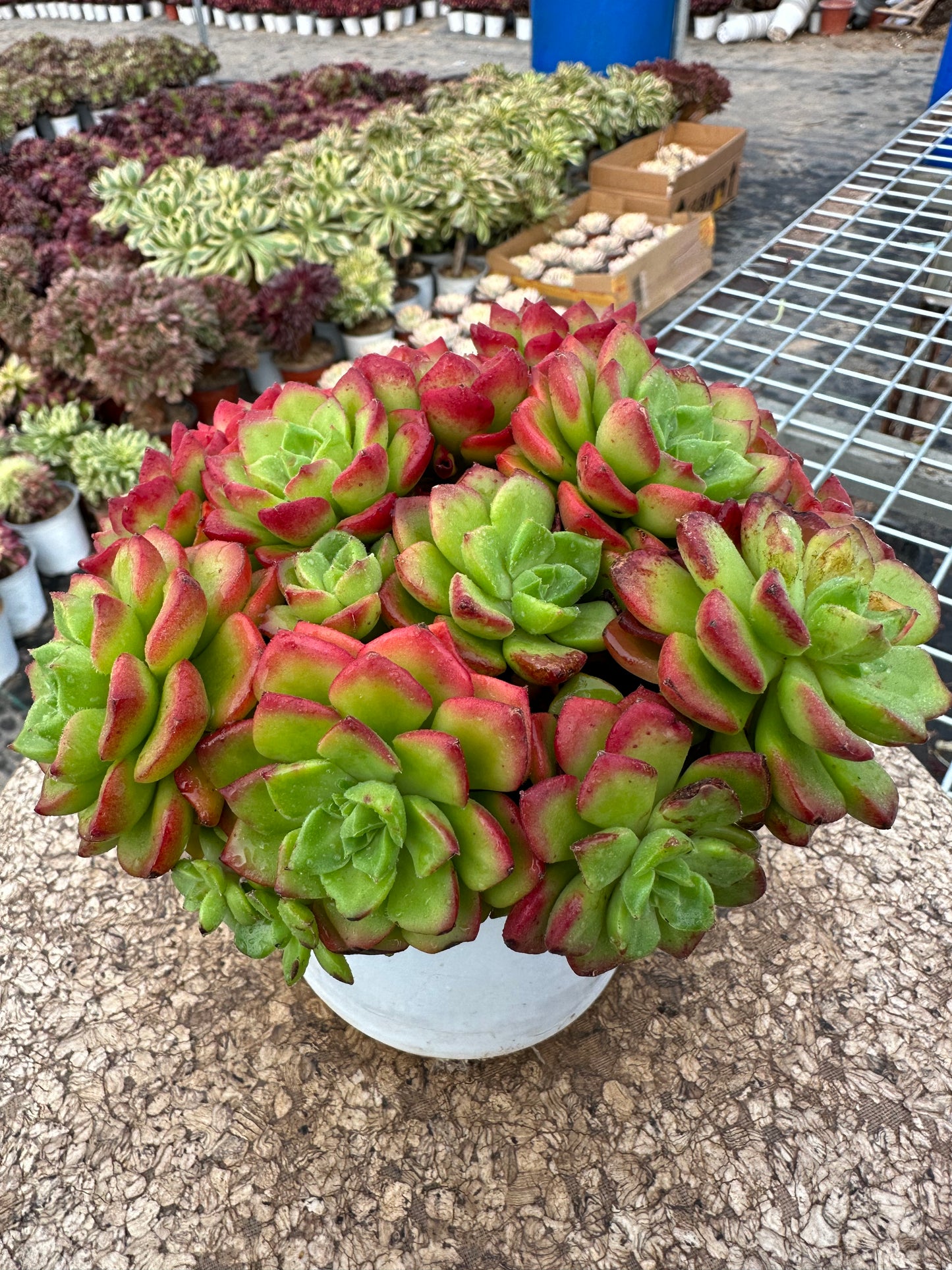 Sedeveria 'Letizia'crested 15cm/Echeveria/Bunte natürliche lebende Pflanzen Sukkulenten