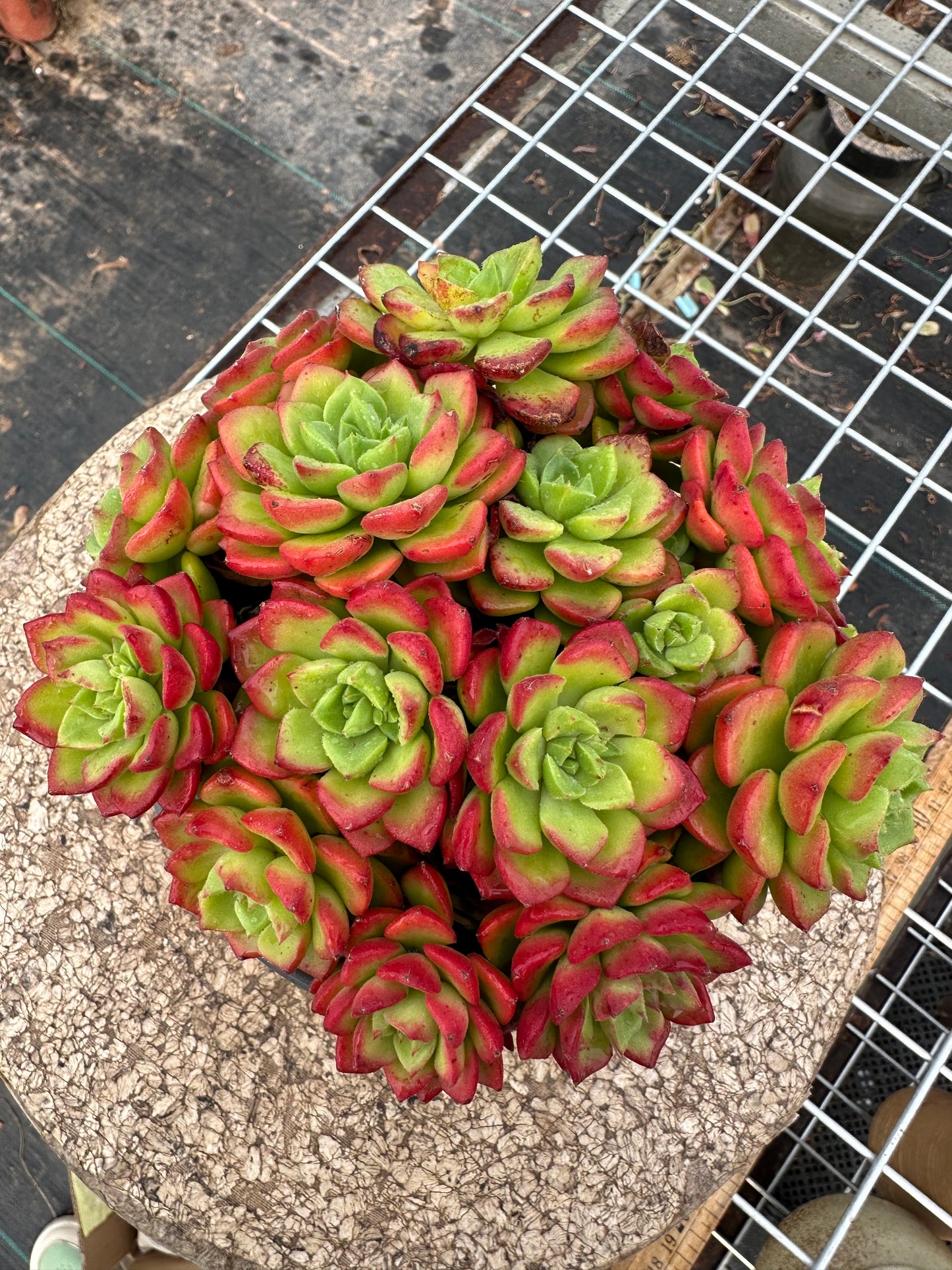 Sedeveria 'Letizia'crested 15cm/Echeveria/Variegated Natural Live Plants Succulents