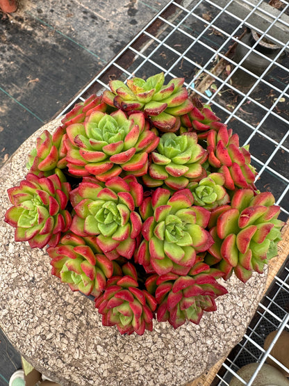 Sedeveria 'Letizia'crested 15cm/Echeveria/Bunte natürliche lebende Pflanzen Sukkulenten