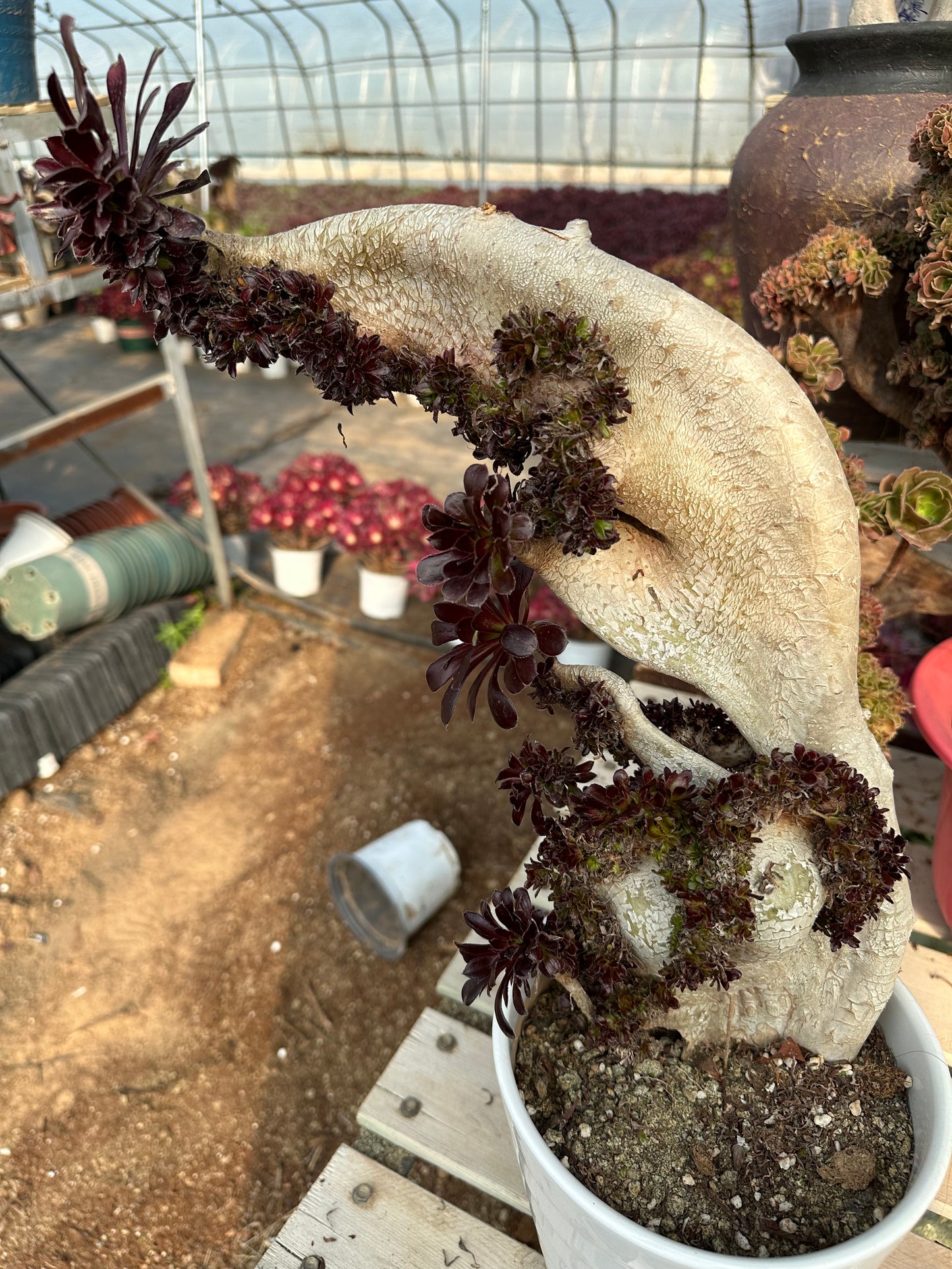 Aeonium 'Zwartkop' mit Haube, 40 cm hoch/35 cm breit, hat Wurzeln/Aeonium Affix / Bunte natürliche lebende Pflanzen, Sukkulenten
