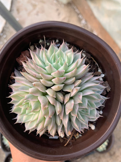 Graptoveria 'Margarete Reppin'(Pot size 12cm)/Echeveria/Variegated Natural Live Plants Succulents