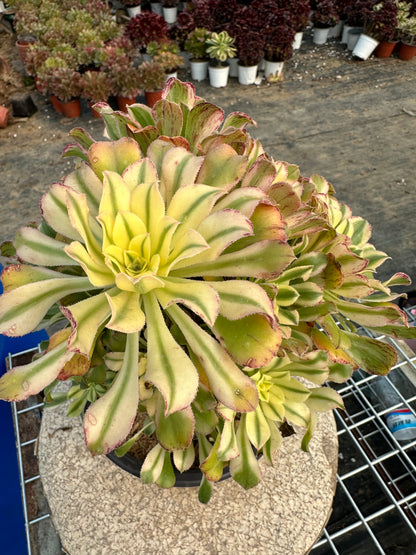 Glorious Sun Umbrella cluster20-30cm Old pile/ 10-20 heads/ Aeonium cluster / Variegated Natural Live Plants Succulents