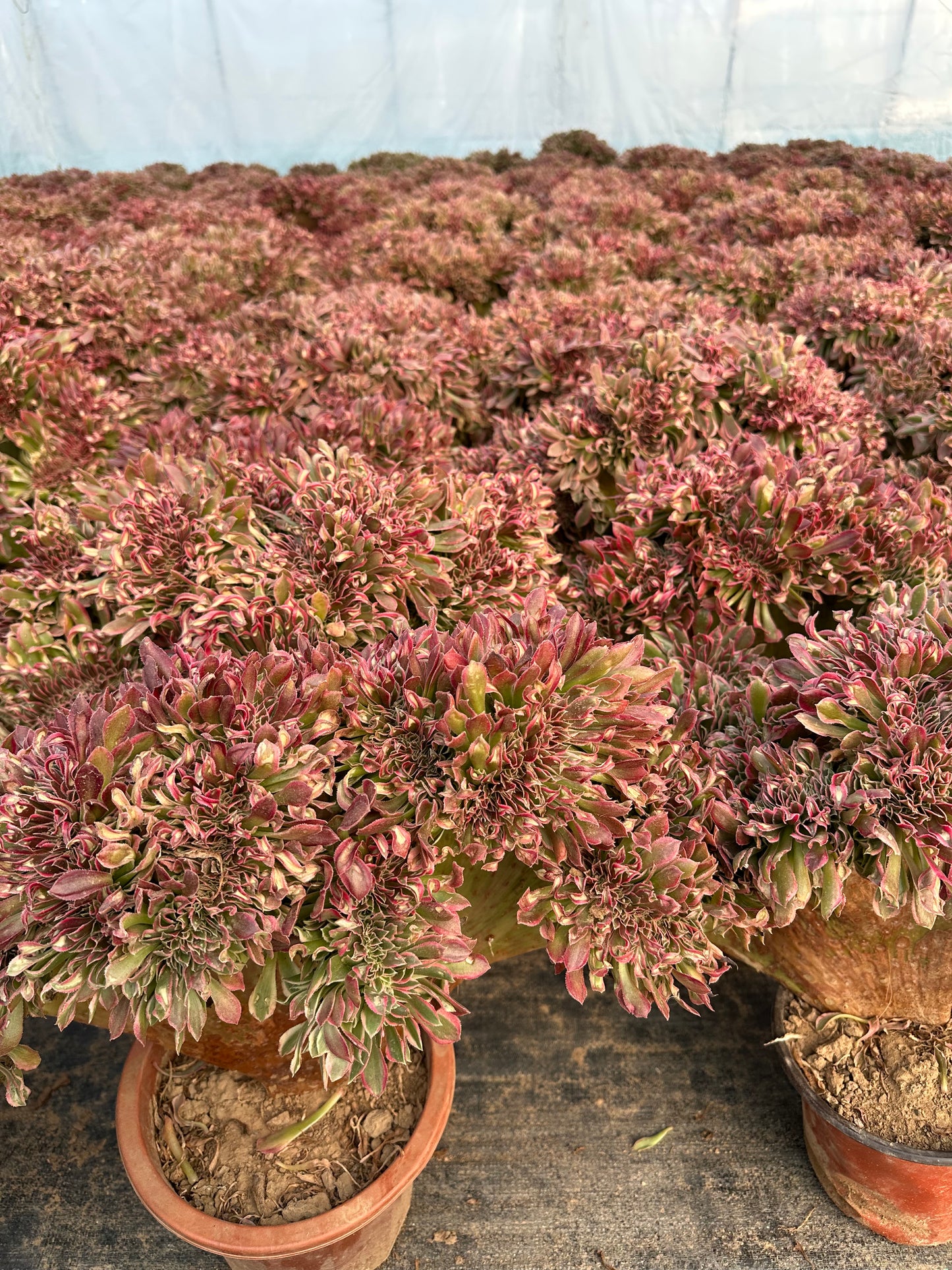 Rosa Hexen-Zugbank mit Haube, 40–45 cm, hat Wurzeln/Aeonium Affix/bunte natürliche lebende Pflanzen, Sukkulenten