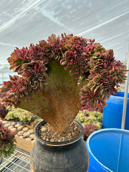 Pink witch drawbench crested 40-45cm has roots/Aeonium Affix / Variegated Natural Live Plants Succulents