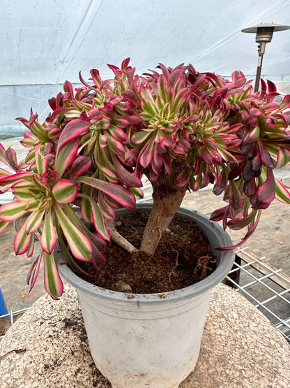 Zwartkin crested 20-25cm has roots/Aeonium Affix / Variegated Natural Live Plants Succulents