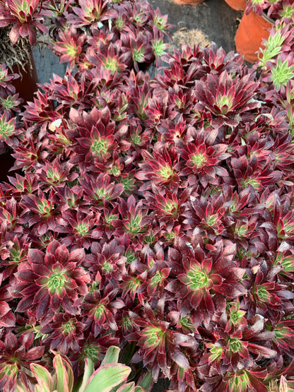 Fire Phoenix cluster20-30cm Old pile/ 10-20 heads/ Aeonium cluster / Variegated Natural Live Plants Succulents