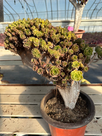 Halloween crested high45cm/wide37cm has roots/Aeonium Affix / Variegated Natural Live Plants Succulents