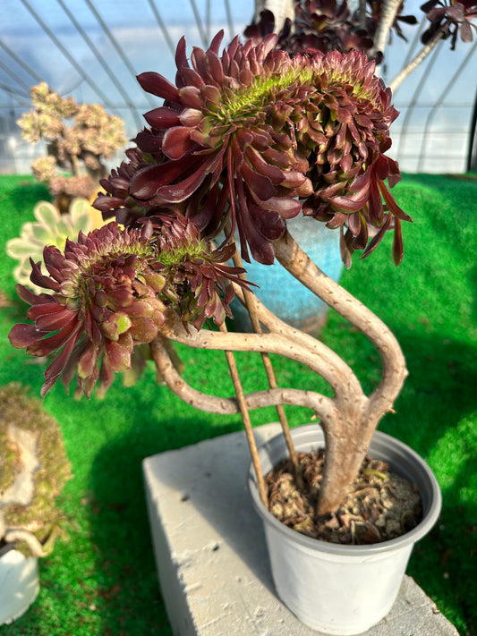 Garnet crested 33cm has roots/Aeonium Affix / Variegated Natural Live Plants Succulents