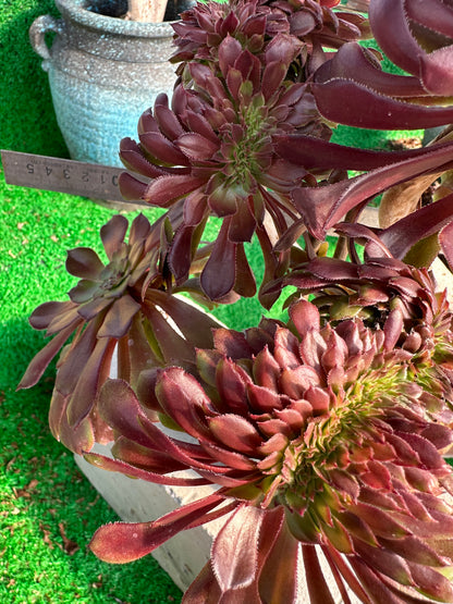 Garnet crested 33cm has roots/Aeonium Affix / Variegated Natural Live Plants Succulents