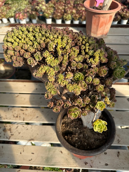 Halloween crested high45cm/wide37cm has roots/Aeonium Affix / Variegated Natural Live Plants Succulents