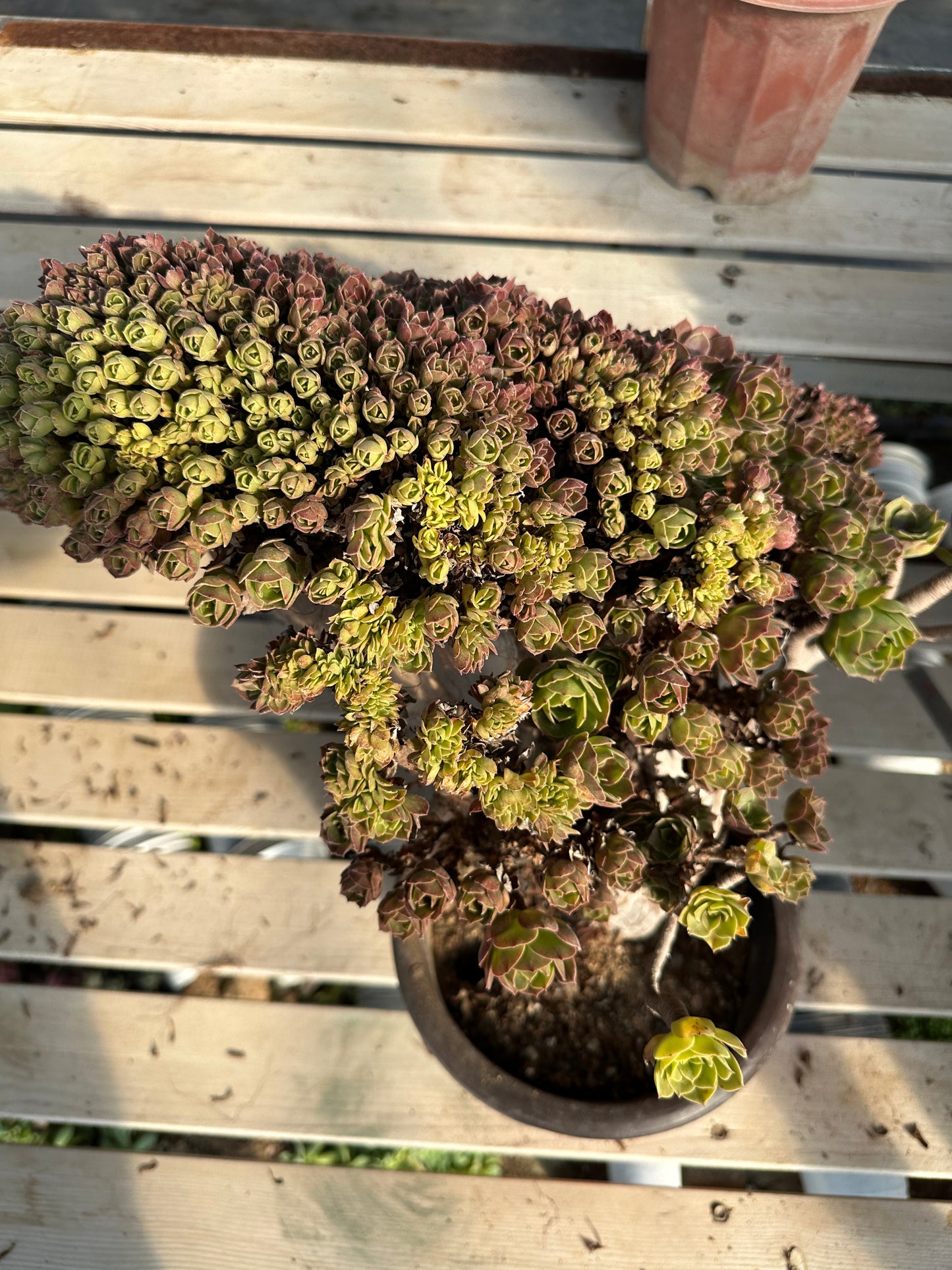 Halloween crested high45cm/wide37cm has roots/Aeonium Affix / Variegated Natural Live Plants Succulents