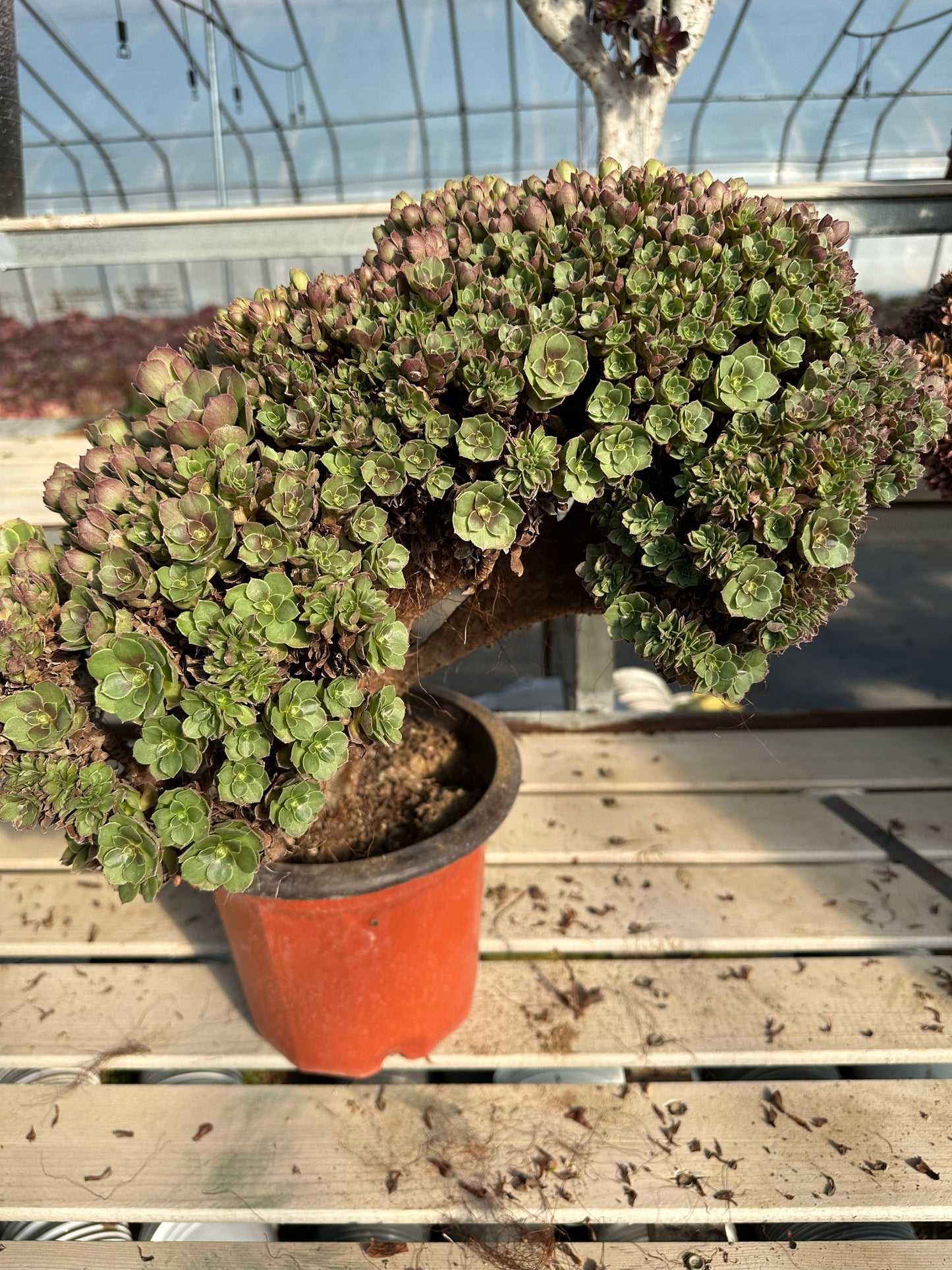 Halloween crested high45cm/wide37cm has roots/Aeonium Affix / Variegated Natural Live Plants Succulents