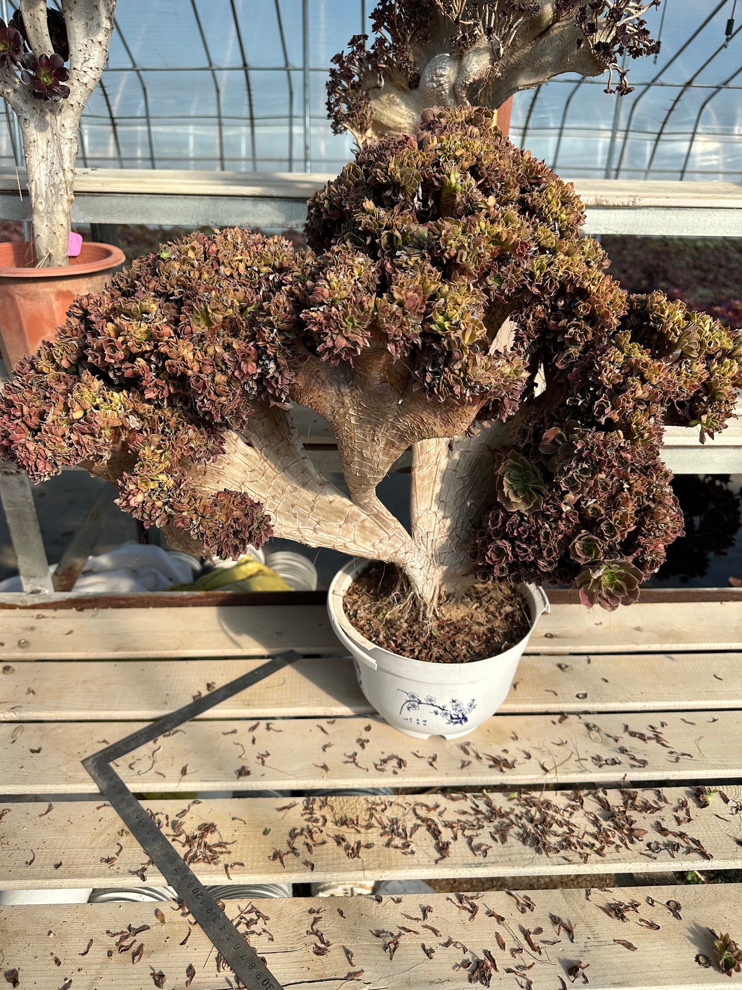 Shaoxiu crested high55cm/wide50cm has roots/Aeonium Affix / Variegated Natural Live Plants Succulents