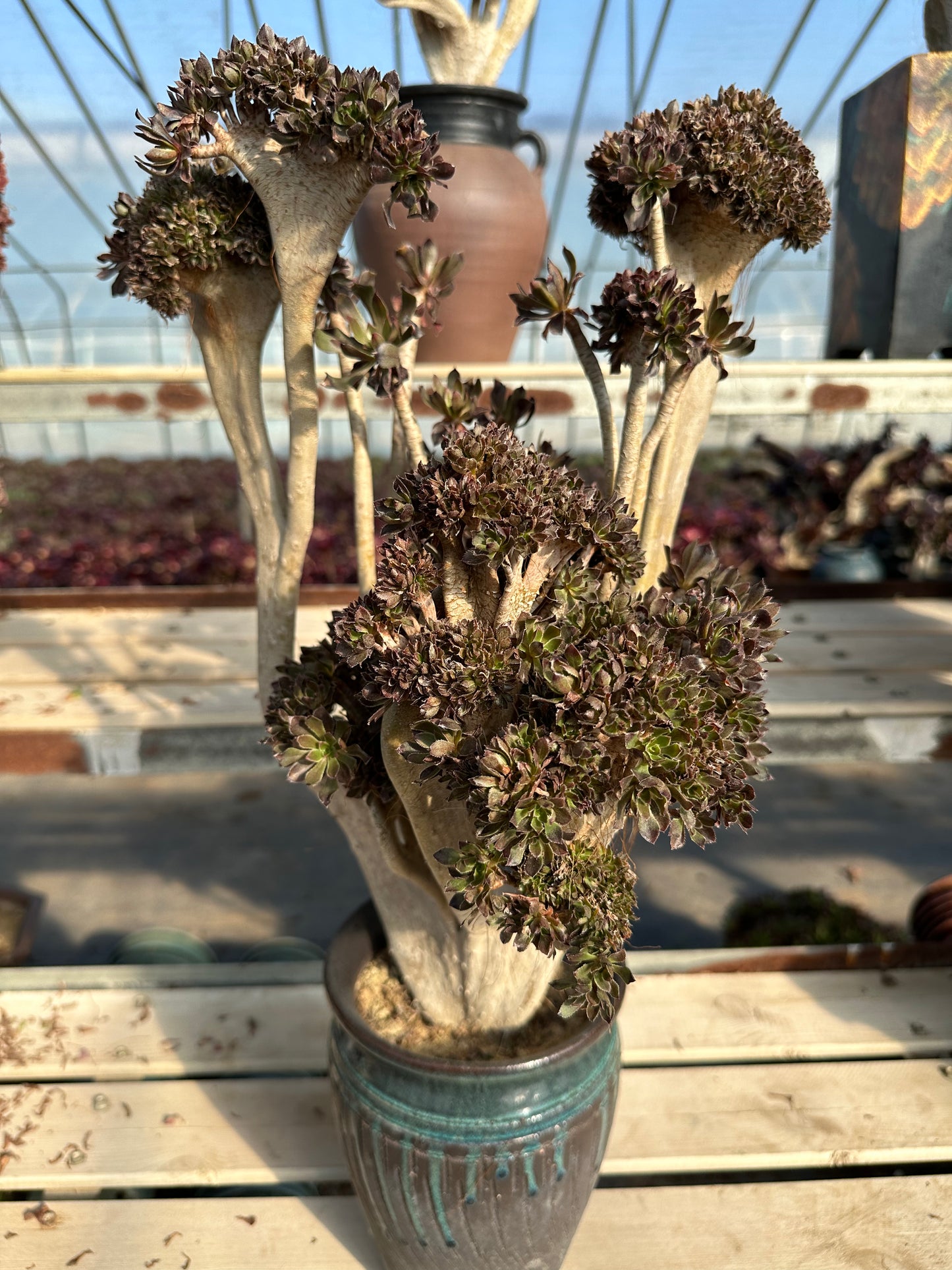 Grey Mage crested high45cm/wide30cm has roots/Aeonium Affix / Variegated Natural Live Plants Succulents