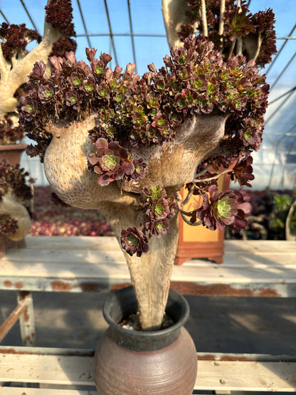 Garnet crested high50cm/wide30cm has roots/Aeonium Affix / Variegated Natural Live Plants Succulents