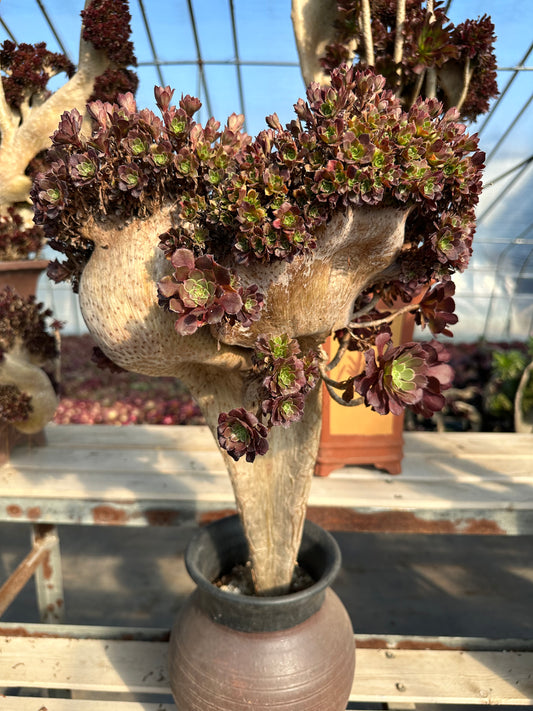 Garnet crested high50cm/wide30cm has roots/Aeonium Affix / Variegated Natural Live Plants Succulents