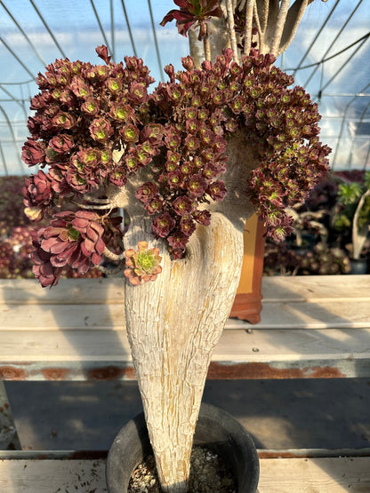 Garnet crested high50cm/wide30cm has roots/Aeonium Affix / Variegated Natural Live Plants Succulents