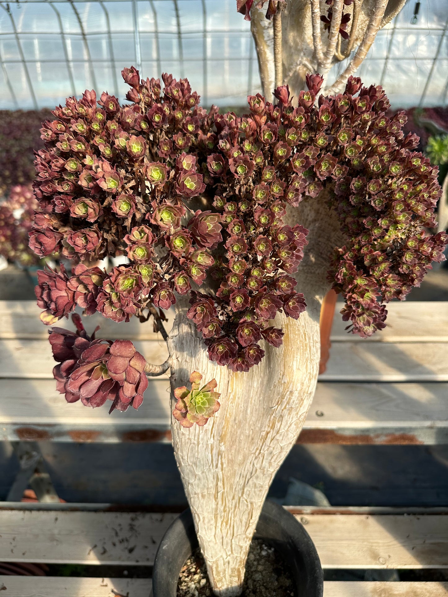 Garnet crested high50cm/wide30cm has roots/Aeonium Affix / Variegated Natural Live Plants Succulents