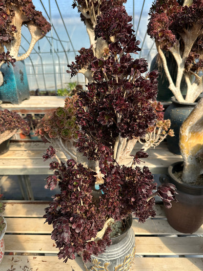 Black mage crested high65cm/wide25cm has roots/Aeonium Affix / Variegated Natural Live Plants Succulents