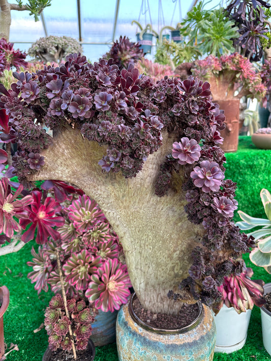 Gull purple rose buds crested high50cm/wide40cm has roots/Aeonium Affix / Variegated Natural Live Plants Succulents