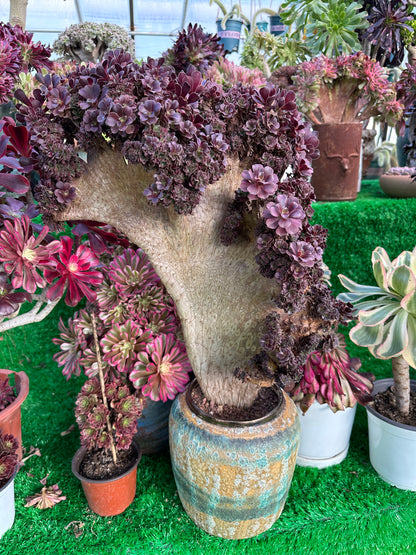 Möwenlila Rosenknospen mit Haube, 50 cm hoch/40 cm breit, mit Wurzeln/Aeonium-Affix/bunte, natürliche, lebende Pflanzen, Sukkulenten