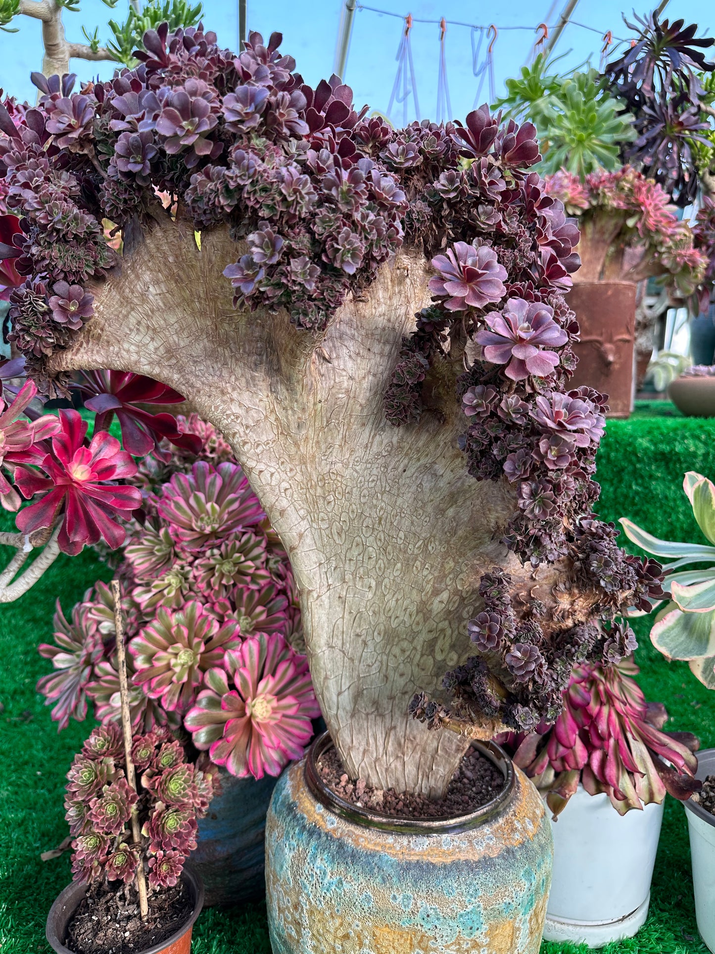 Gull purple rose buds crested high50cm/wide40cm has roots/Aeonium Affix / Variegated Natural Live Plants Succulents