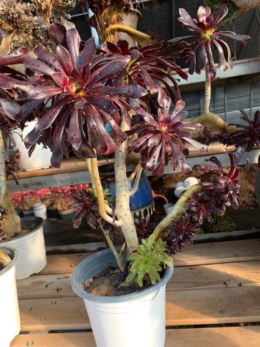 Two tone colourmage crested 40cm has roots/Aeonium Affix / Variegated Natural Live Plants Succulents