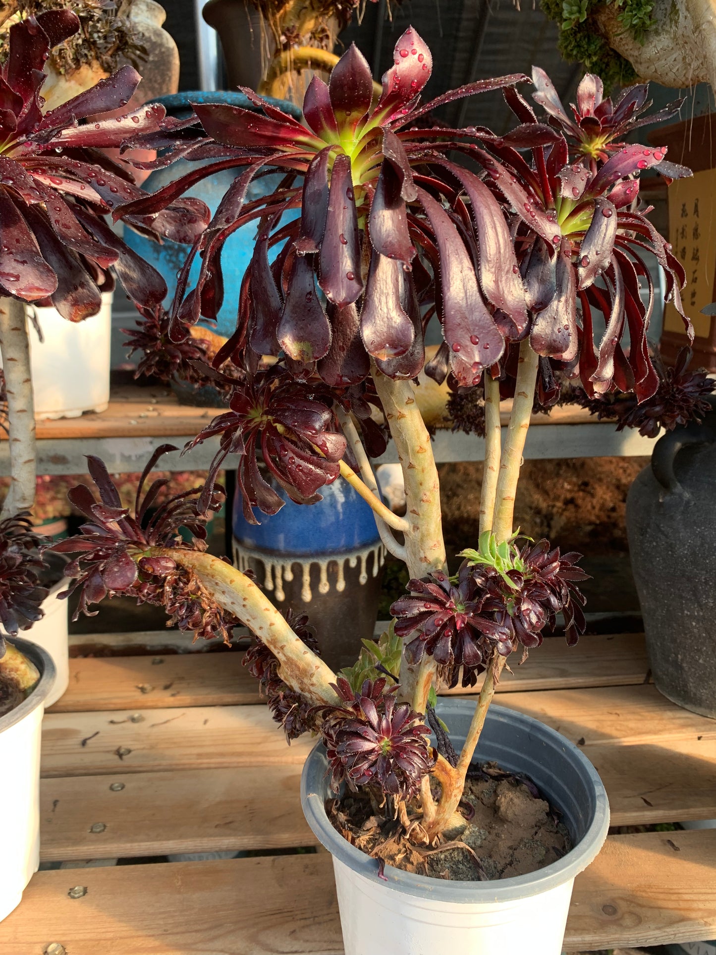 Zweifarbiger Farbmagier mit Haube, 40 cm, hat Wurzeln/Aeonium-Affix/bunte natürliche lebende Pflanzen, Sukkulenten