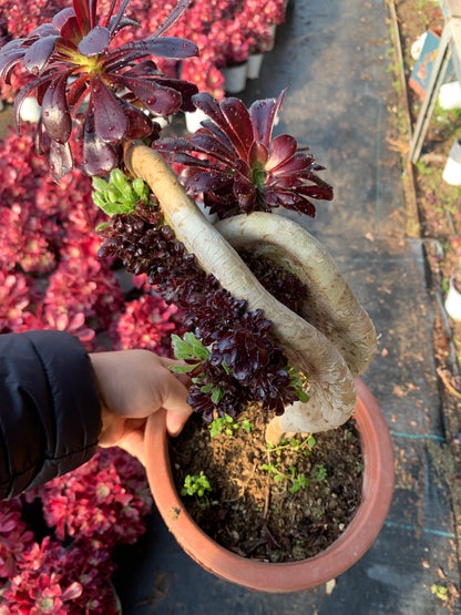 Two tone colourmage crested 30cm has roots/Aeonium Affix / Variegated Natural Live Plants Succulents