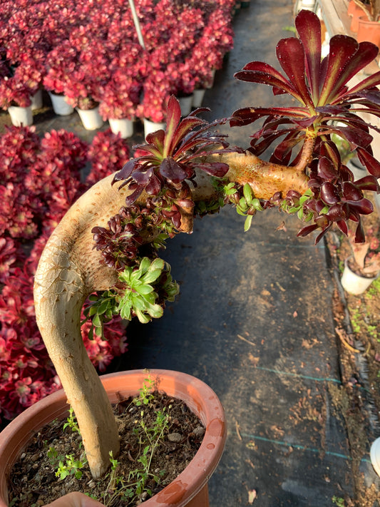 Two tone colourmage crested 30cm has roots/Aeonium Affix / Variegated Natural Live Plants Succulents