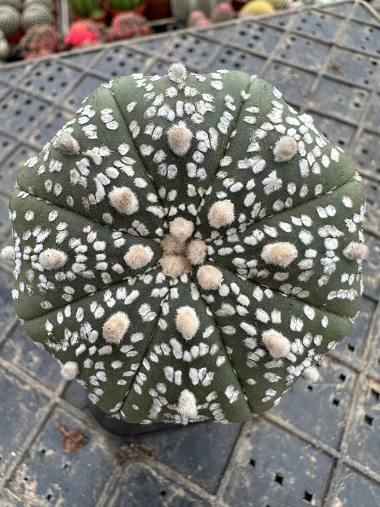 Astrophytum asterias'super'5cm/ Kaktus Echinopsis tubiflora / Bunte natürliche lebende Pflanzen Sukkulenten