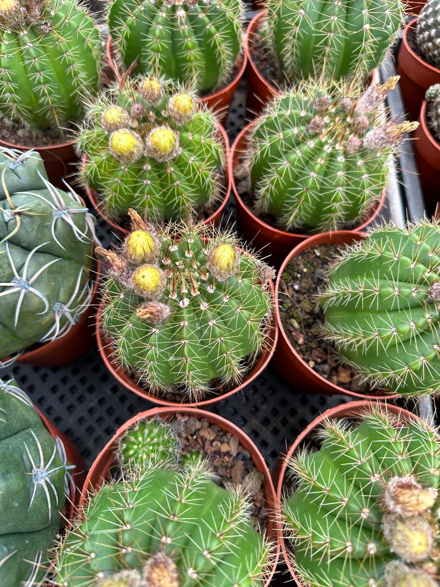 Parodia ottonis 10cm/ Cactus Echinopsis tubiflora / Variegated Natural Live Plants Succulents